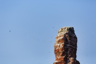 Lange Anna breakwater, gannet (Morus bassanus), bird cliff, Heligoland Island, Schleswig-Holstein,