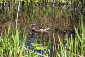 Duck with several chicks, swimming on pond, dune, offshore island of Heligoland,