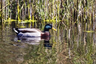 Mallard duck swimming on pond, dune, offshore island of Heligoland, Schleswig-Holstein, Germany