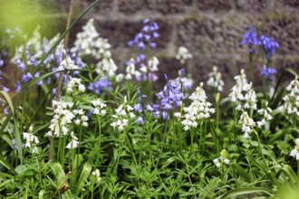 Bluebells, blue and white, Heligoland Island, Schleswig-Holstein, Germany