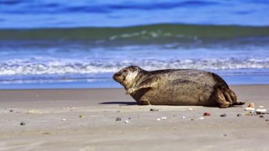 Grey seal (Halichoerus grypus) lying on the beach, surf, Helgoland dune, Helgoland Island,