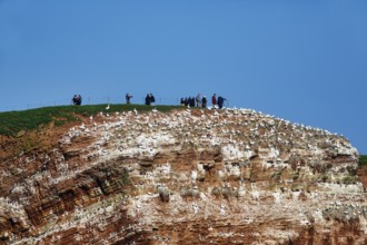 Photographers and tourists on bird cliffs, Helgoland Island, Schleswig-Holstein, Germany