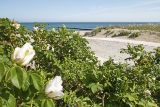 Beach access, beach, Baltic Sea, Baltic seaside resort, Kühlungsborn, Rostock district,