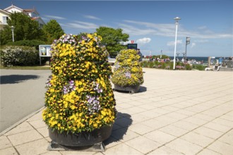 Flowers, pier forecourt, pier, Kühlunsborn Ost, Baltic Sea, Baltic Sea resort, Kühlungsborn,