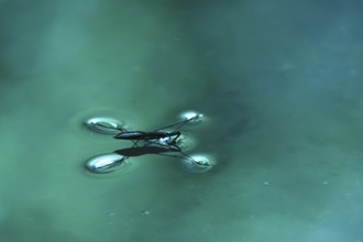 Insect Water strider (Gerridae) on a river, June, Saxony, Germany