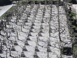 Bald plane tree grove from above, Mathildenhöhe, UNESCO World Heritage Site, Darmstadt, Hesse,