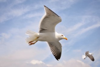 Flying European 'Larus Argentatus' Herring sea gull in sky with clouds