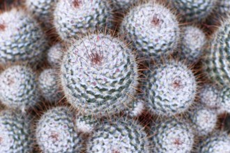 Close up of 'Mammillaria geminispina' cacti. Also callled twin spined cactus