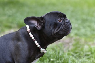 Black French Bulldog dog wearing a EM ceramics anti-thick necklace