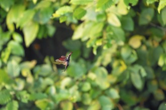 Stag beetle in flight at sunset over oak forest in the Swabian Alb foothills