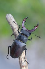 Detailed close-up of a stag beetle in its natural habitat