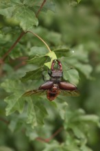 Stag beetle (Lucanus cervus) shortly in front of taking off for flight in the sunset over oak