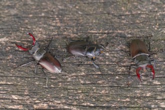 Stag beetle (Lucanus cervus) fighting for a female in the oak forest of the Swabian Pre-Alps