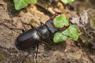 Detailed close-up of a stag beetle in its natural habitat