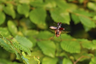 Stag beetle (Lucanus cervus) in flight at sunset over oak forest in the Swabian Alb foothills
