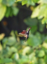 Stag beetle (Lucanus cervus) in flight at sunset over oak forest in the Swabian Alb foothills