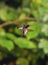 Stag beetle in flight at sunset over oak forest in the Swabian Alb foothills