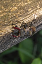 Mating of stag beetles (Lucanus cervus) in the oak forest of the Swabian Pre-Alps
