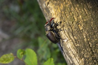 Mating of stag beetles in the oak forest of the Swabian Pre-Alps