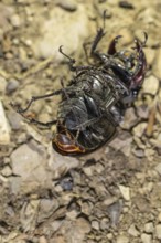 Mating of stag beetles in the oak forest of the Swabian Pre-Alps