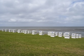 Beach chairs on the green beach, clouds in the sky, Büsum, North Sea, Schleswig-Holstein, Germany
