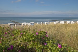 Potato roses, beach chairs, Baltic Sea, Kühlungsborn, Rostock district, Mecklenburg-Western