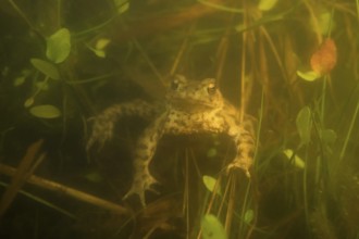 Waiting... Common toad (Bufo bufo) waiting for a female in a small herbaceous pond during the