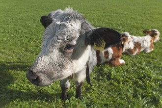 Cow, young calves on pasture, Weitnau, Allgäu, Bavaria, Germany, Public ground