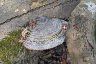 Tinder fungus (Fomes fomentarius) on dead wood, Bavaria, Germany