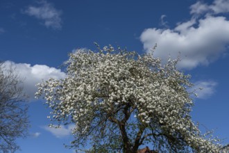 Flowering pear tree (Prunus), blue sky, Bavaria, Germany