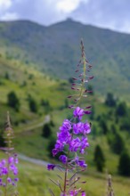 Wood anemone on the Helm, Sesto, Dolomites, Val Pusteria, South Tyrol, Italy