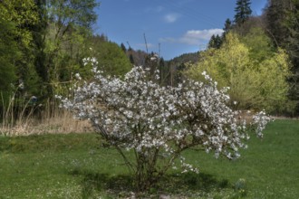 Flowering star magnolia (Magnolia stellata), Franconia, Bavaria, Germany