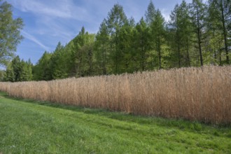 Reed cultivation (Miscanthus), Franconia, Bavaria, Germany