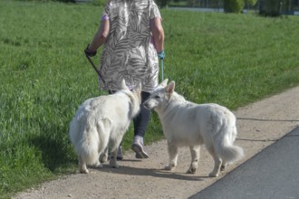 Dog breed, Berger Blanc Suisse, walk on the leash, Bavaria, Germany