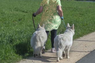 Dog breed, Berger Blanc Suisse, walk on the leash, Bavaria, Germany