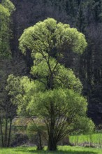 May green willow (Salix) in a valley, Bavaria, Germany