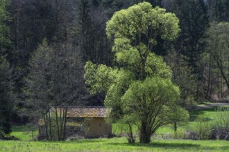 May green willow (Salix) in a valley, Bavaria, Germany