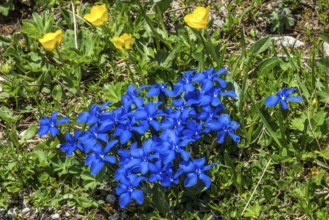Spring gentian (Gentiana verna), and Ranunculus repens (Ranunculus repens), flowering, Oberallgäu,