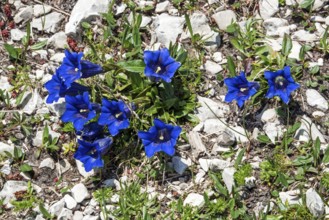Gentian (Gentiana), flowering, Oberallgäu, Bavaria, Germany