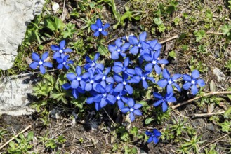 Spring gentian (Gentiana verna), flowering, Oberallgäu, Bavaria, Germany