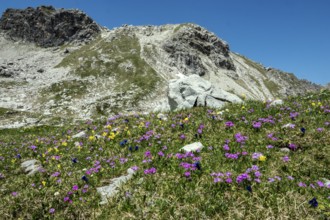 Meadow with Common cowslip (Primula veris) and Mealy primrose (Primula farinosa), blooming, behind