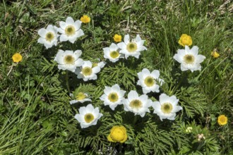 Alpine pasque flower or alpine pasque flower (Pulsatilla alpina), flowering, Oberallgäu, Bavaria,