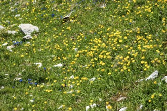 Meadow with Ranunculus repens (Ranunculus repens), flowering, Oberallgäu, Bavaria, Germany