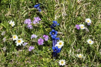 Mealy primrose (Primula farinosa) or mealy cowslip, gentian (Gentiana), alpine pasque flower