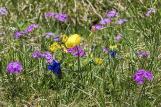 Troll flower (Trollius europaeus), mealy primrose (Primula farinosa) and gentian (Gentiana), in