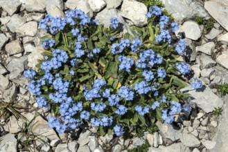 Forest forget-me-not (Myosotis sylvatica), flowering, Oberallgäu, Bavaria, Germany