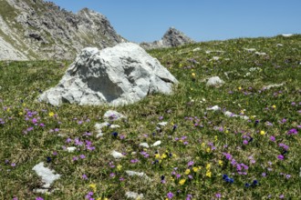Meadow with Common cowslip (Primula veris) and Mealy primrose (Primula farinosa), blooming,