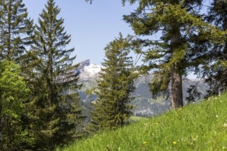 Snow-covered mountain peak through dense spruce, green meadow with a view of the Hohe Ifen in