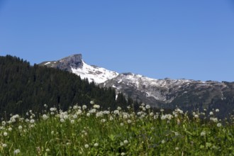 Alpine landscape with snow-covered peaks and flowering meadow with a view of the Hohe Ifen and the