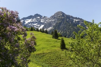 Flowering shrub with a view of mountain peaks and green meadows in Kleinwalsertal, Austria